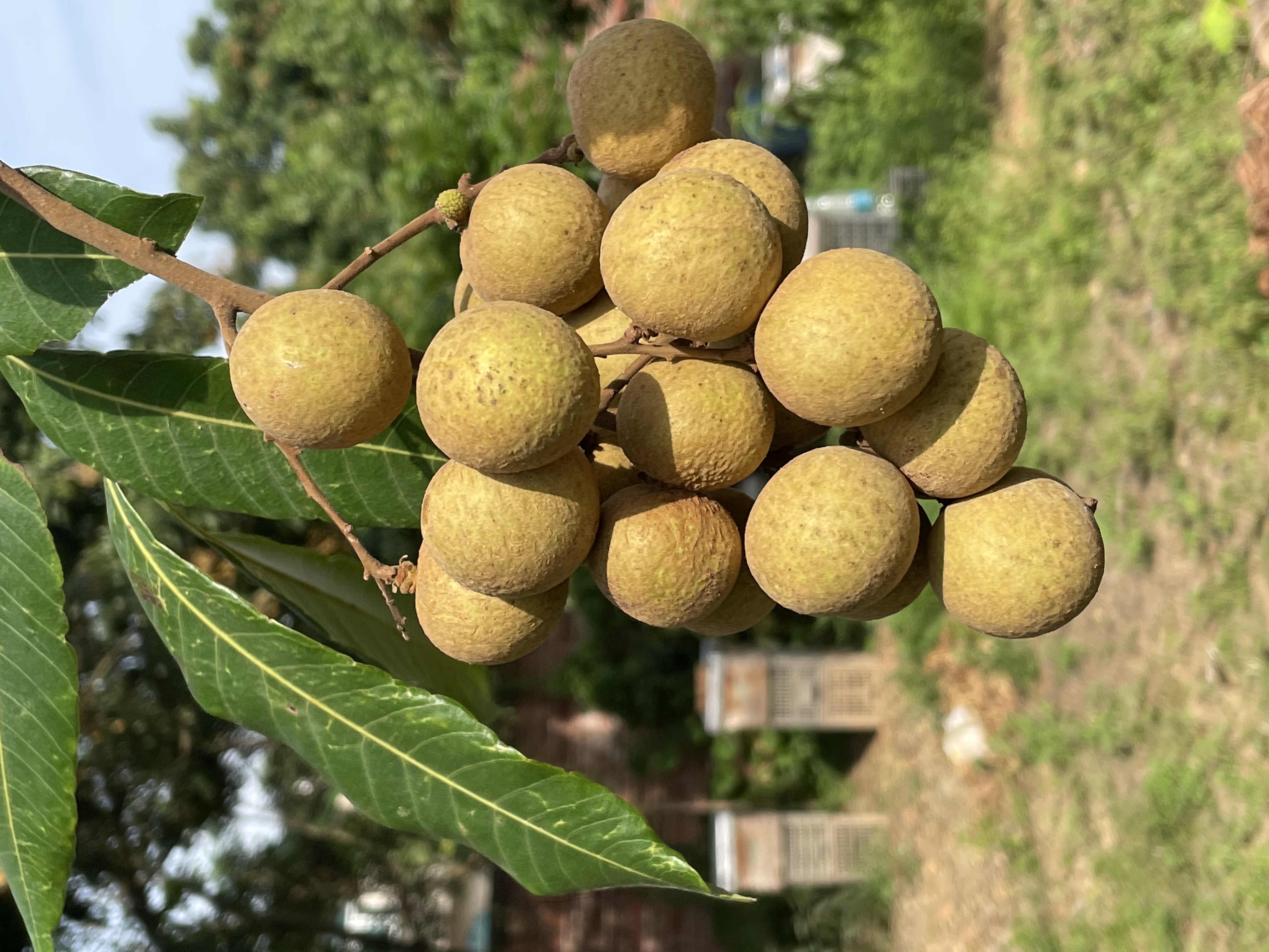 中景纪实摄影:广东高州储良龙眼核心产区果农身着浅色工装,在盛花期龙眼树下手持授粉刷轻扫花序,神情专注;背景可见繁密花簇与微微反光的叶片,阳光透过枝叶形成斑驳光影,突出人与自然协作的农事细节 果农在龙眼花丛中进行人工辅助授粉
