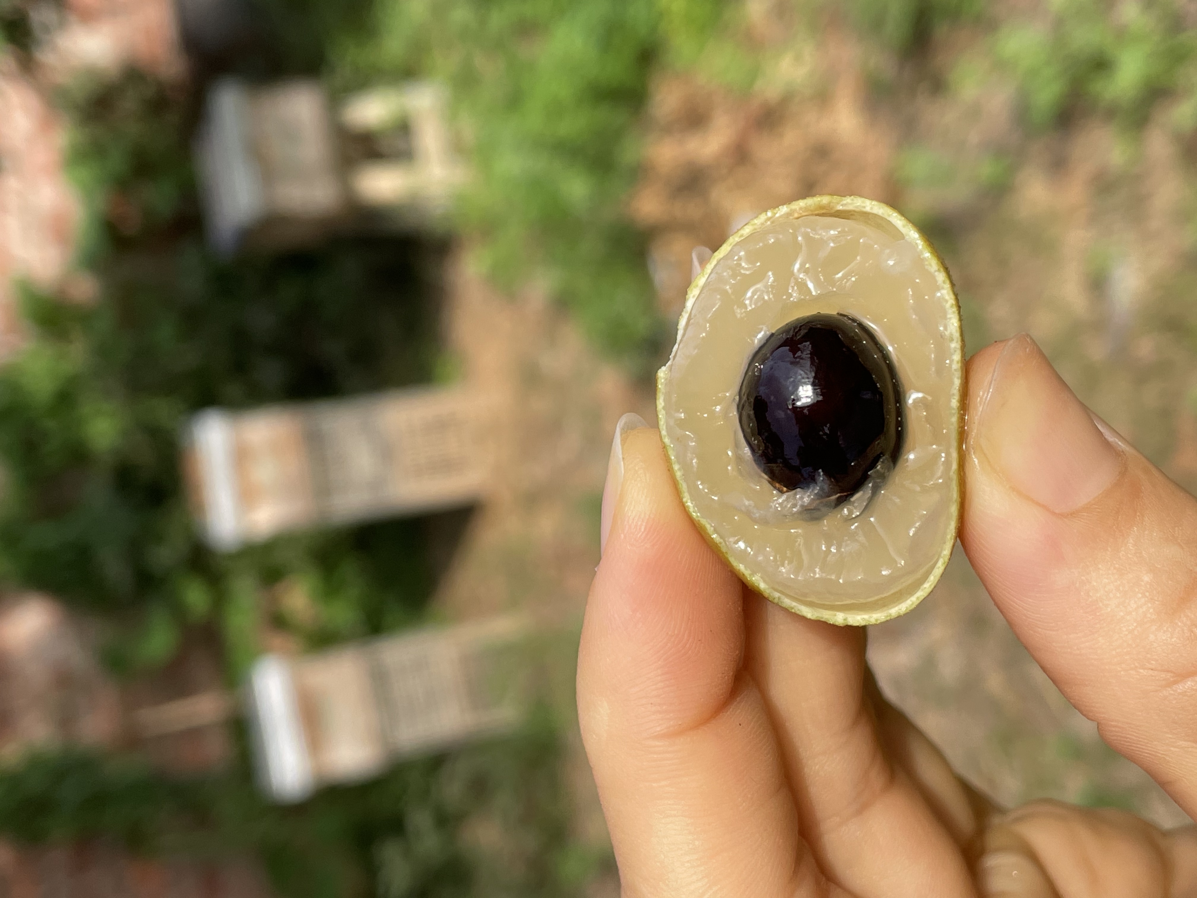 储良龙眼切开剖面展示