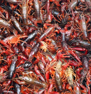 鲜活小龙虾青虾红虾不同规格齐全价格美丽整车零担批发零售