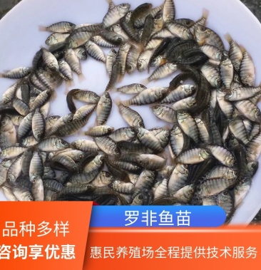 廣東新品種羅非魚魚苗批發海南1號淡水羅非魚苗養殖指導