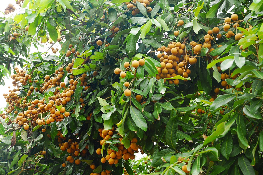 一棵茂盛的储良龙眼果树,枝头挂满成串的金黄色成熟果实,阳光透过树叶洒在果面上,呈现出自然光泽,背景为岭南丘陵果园环境,体现生态种植场景 储良龙眼树挂满金黄色果实特写