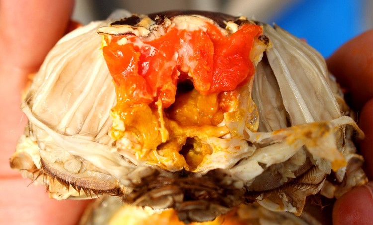 大闸蟹吃法演示图