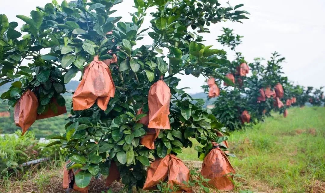 柚子树上挂满黄色果实，部分已套上白色防虫袋