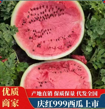 东北吉林庆红999精品西瓜火热上市中 欲速从购全国发货