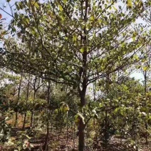 灯台树10公分灯台树5公分灯台15公分灯台树