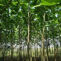 泡桐小苗泡桐2公分泡桐5公分泡桐12公分泡桐20