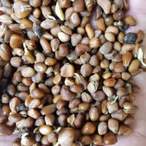 四照花小苗香港四照花四照花10公分四照花5公分