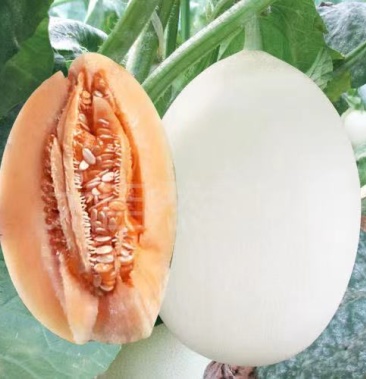 厚皮甜瓜种子红金蜜红肉脆梨红蜜脆口感甜脆