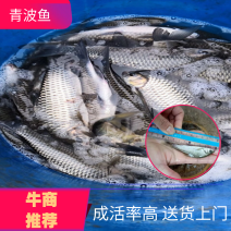 精品青波鱼质量好质高送货上门欢迎各位老板联系选购