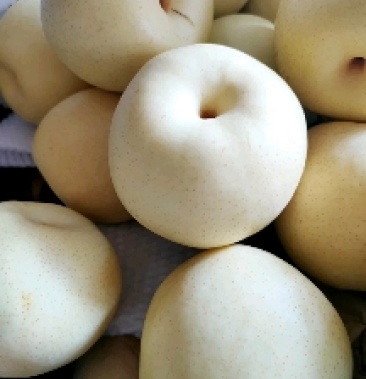 皇冠梨【精品】河北赵县皇冠梨大量上市,产地直发诚信经营
