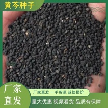 黄芩种子，黄芩籽，多年生，5斤以上非边远地区包邮
