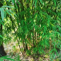 窝竹小苗窝竹P300公分窝竹50公窝竹4米窝竹2米