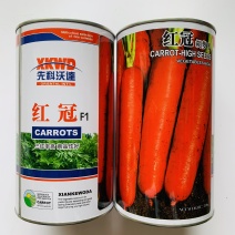 三红七寸胡萝卜齐头黄胡萝卜种子大田用种商品性好产量高