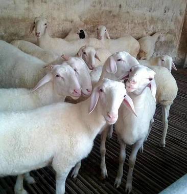 [杜泊绵羊批发]纯种小尾寒羊怀孕母羊一手货源全国包邮价格500