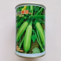 绿皮西葫芦种子杂交种耐寒抗病性好春秋种植产量高商品性好