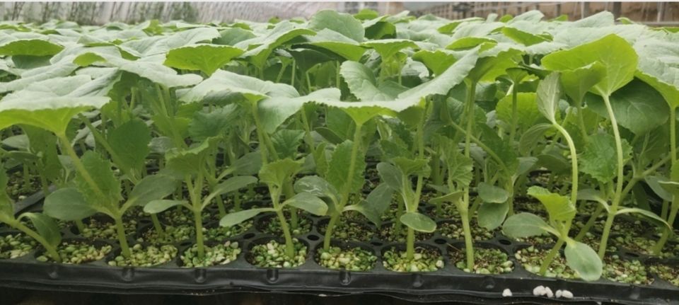 羊角蜜甜瓜开花授粉阶段