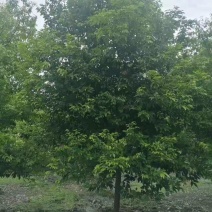 天竹桂大叶天竺桂山肉桂天竺桂10公分天竺桂20公分