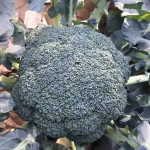 耐寒优秀西兰花苗早中熟耐低温品质好量大价优