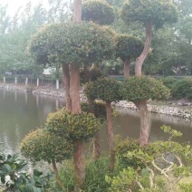 造型精品赤楠桩江西赤楠桩赤楠30公分赤楠10公分