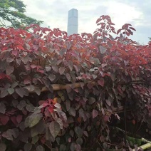 红叶乌桕小苗江西大量红叶乌桕销售红叶乌桕1公分