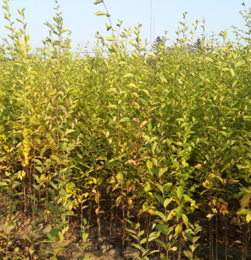 [榆树批发]白榆小苗 播种白榆树苗 白榆工程苗3-12公分 东北榆树价格