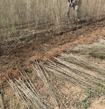 白榆播种树苗东北白榆小苗工程苗312公分