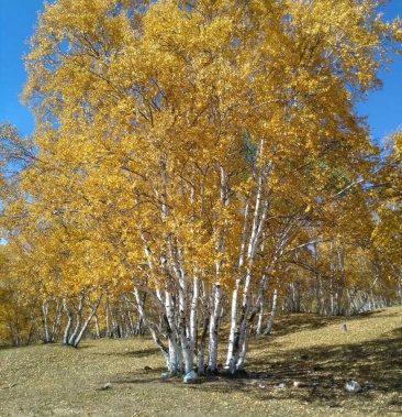 丛生白桦树 辽宁白桦树苗 白桦小苗及工程苗