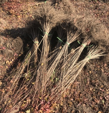 茶条槭小苗 东北丛生茶条槭 三角枫工程苗及树苗