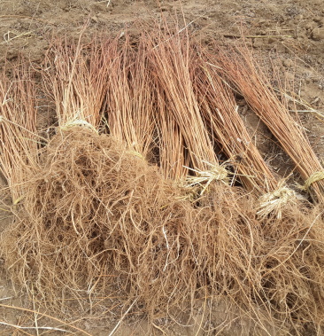 [刺槐批发]批发 刺槐 洋槐 小苗及工程苗 规格全 快递发货价格0.