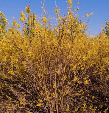 [连翘树批发]东北连翘 容器杯苗 迎春花 丛生大墩连翘树 连翘小苗价格