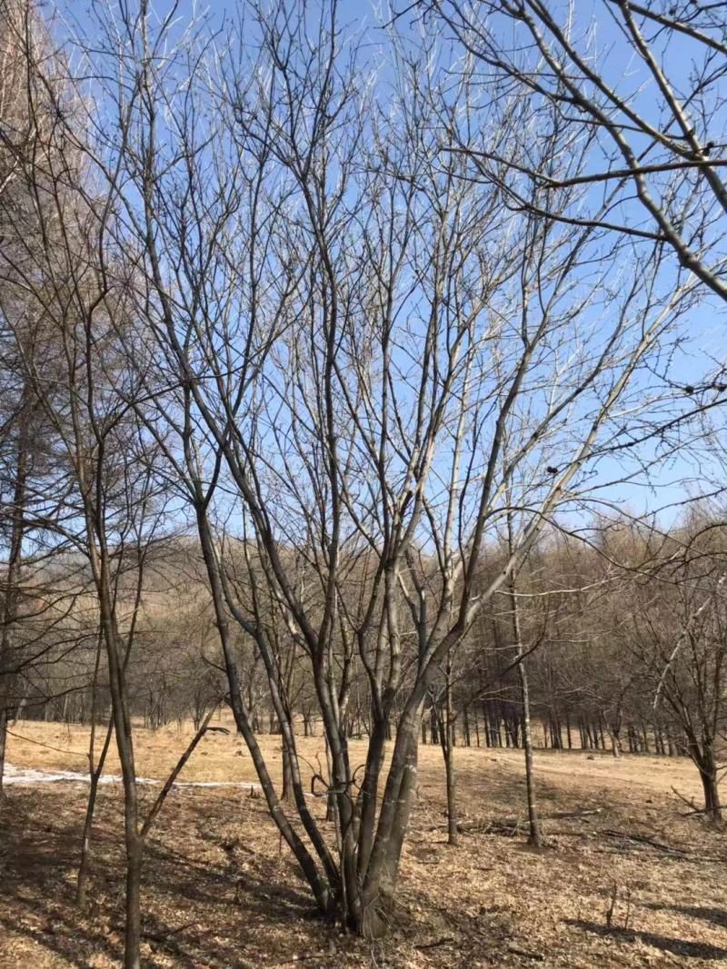 丛生花曲柳4-8分枝 单株花曲柳10-30公分 东北曲柳