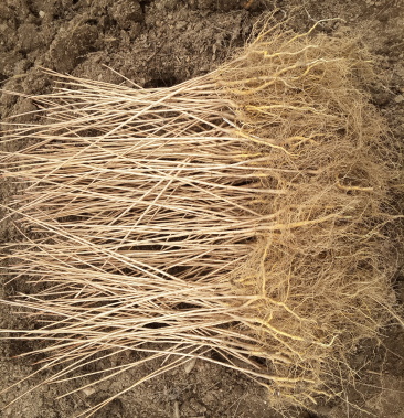 黄柏树苗黄菠萝小苗东北黄檗树苗及播种小苗工程树