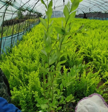 金叶水蜡杯苗 开原金叶水蜡扦插小苗 3-8分枝绿篱