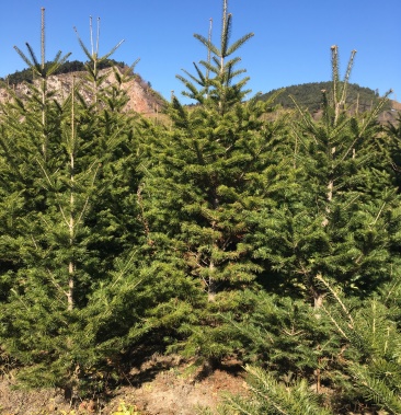 批发冷杉26米辽东冷杉小苗东北冷杉容器杯苗