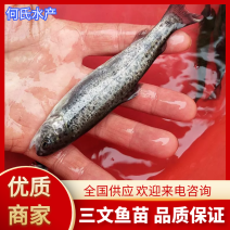 【荐】三文鱼鱼苗二倍体三倍体虹鳟鱼苗渔场直销