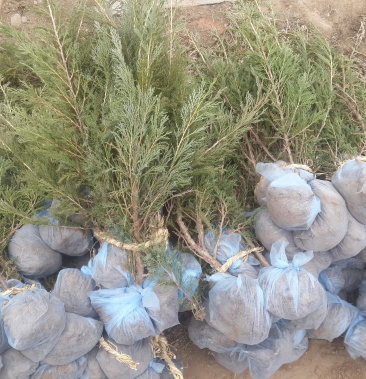 沙地柏工程苗 容器杯苗 沙地柏扦插小苗 全国发货