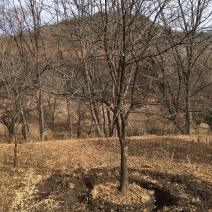 山槐10-15公分丛生山槐树5-8分枝东北山槐树