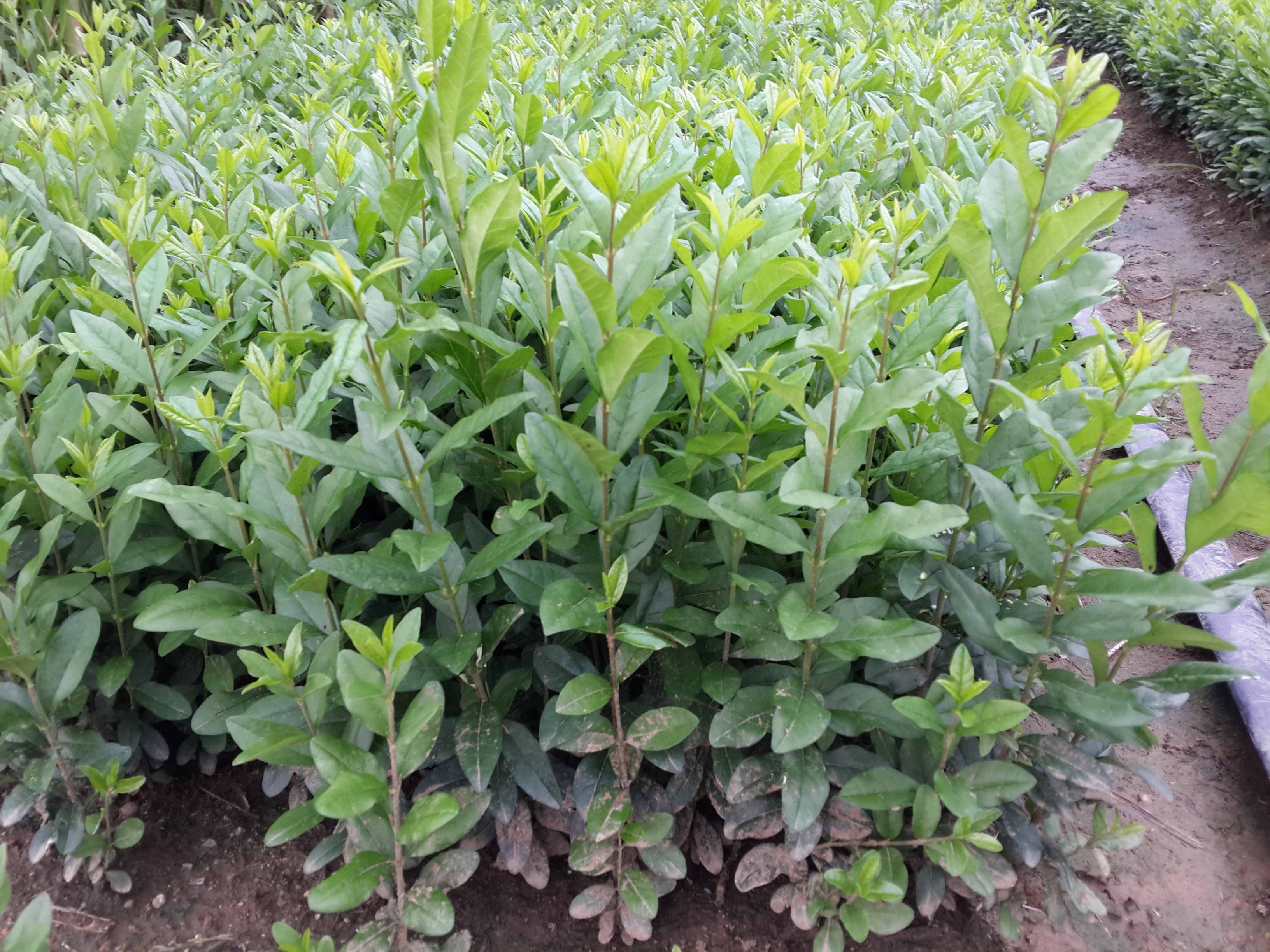 百合叶子整体形态