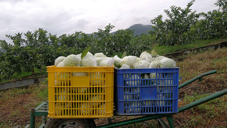 软籽石榴丰收采摘场景