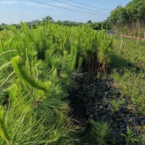 一年生湿地松小苗基地1公分湿地松多少钱一颗湿地松杯苗