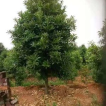 棱角山矾18公分棱角山矾种子