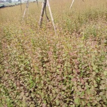 连香树1米连香树哪里有出售？江西连香树批发报价表连香树小