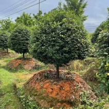 江西茶梅盆景价格基地1米占地茶梅桩价格茶梅花柱子