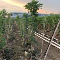 基地黄槐价格多少钱一棵黄槐苗黄槐杯苗圃黄槐袋苗