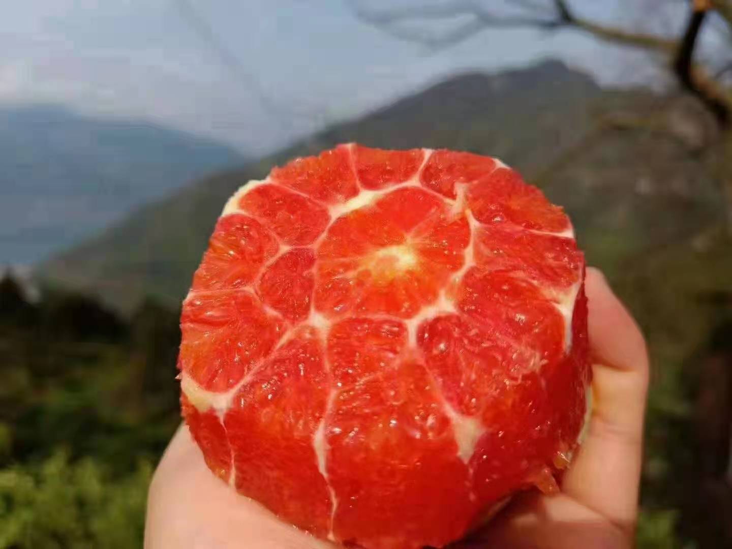 血橙梦露整果与切面特写