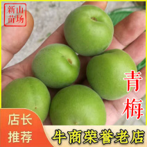 青梅苗青梅树苗长农17大青梅乌梅梅子苗嫁接苗