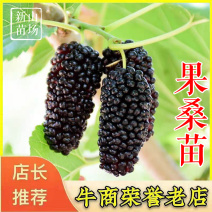 果桑苗桑椹苗无籽大十桑葚苗桑树苗采摘桑葚果大果桑桑果苗