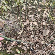 鄂西红豆苗鄂西红豆2公分鄂西红豆1公分