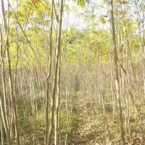 精品无患子2米无患子价格无患子3公分