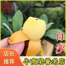 白沙枇杷苗白玉枇杷树苗软条白砂白枇杷树苗新品种